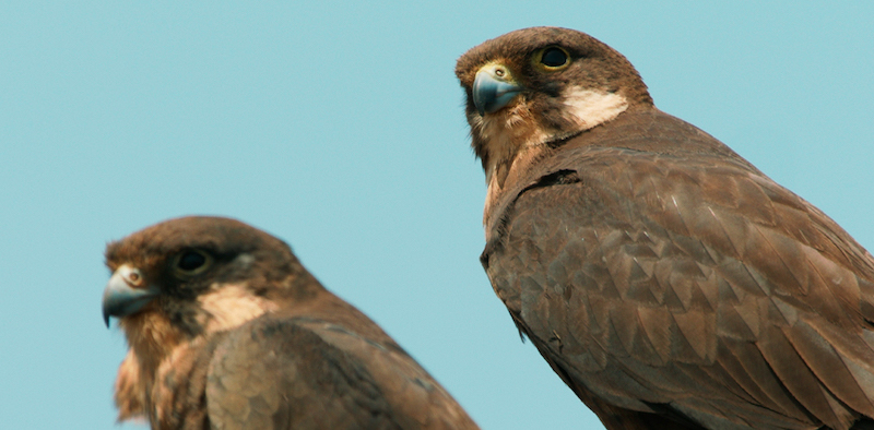 The Wind Sentries 