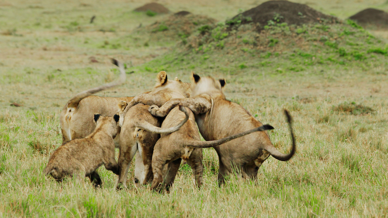 THE GAMES ANIMALS PLAY