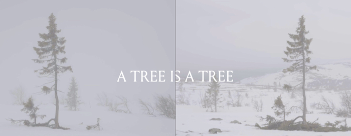 A TREE IS A TREE 