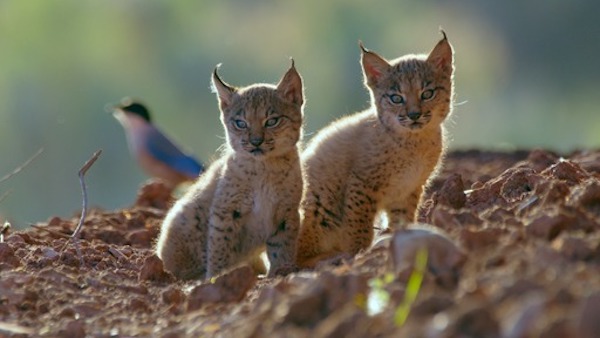 ANDALUCÍA SALVAJE. LA TIERRA DEL LINCE IBÉRICO